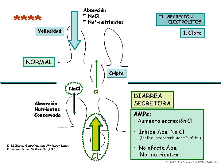 Absorción * Na. Cl * Na+-nutrientes **** II. SECRECIÓN ELECTROLITOS Vellosidad 1. Cloro NORMAL