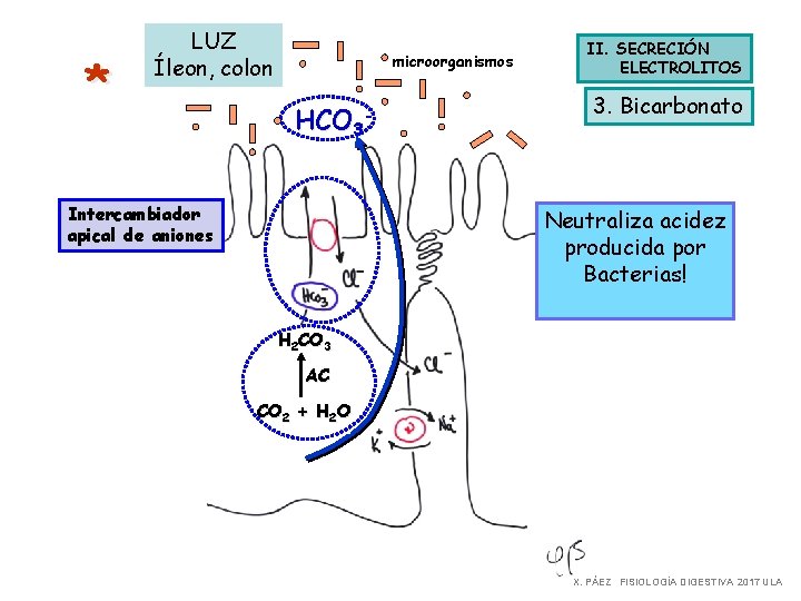 * LUZ Íleon, colon microorganismos HCO 3 - Intercambiador apical de aniones II. SECRECIÓN