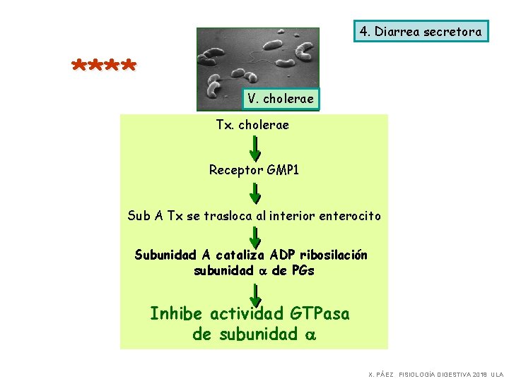 4. Diarrea secretora **** V. cholerae Tx. cholerae Receptor GMP 1 Sub A Tx