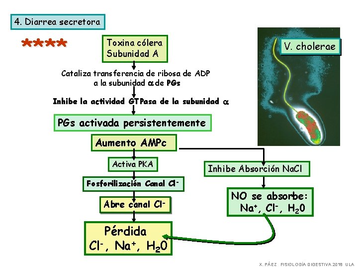 4. Diarrea secretora **** Toxina cólera Subunidad A V. cholerae Cataliza transferencia de ribosa