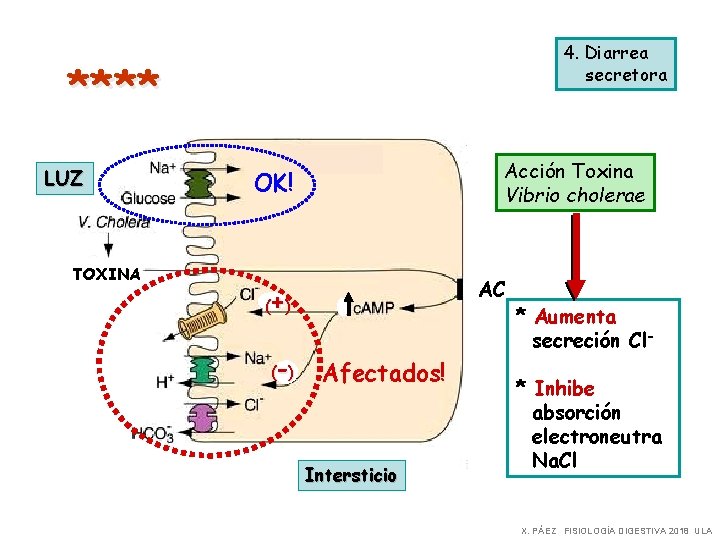 4. Diarrea secretora **** LUZ TOXINA Acción Toxina Vibrio cholerae OK! AC + (