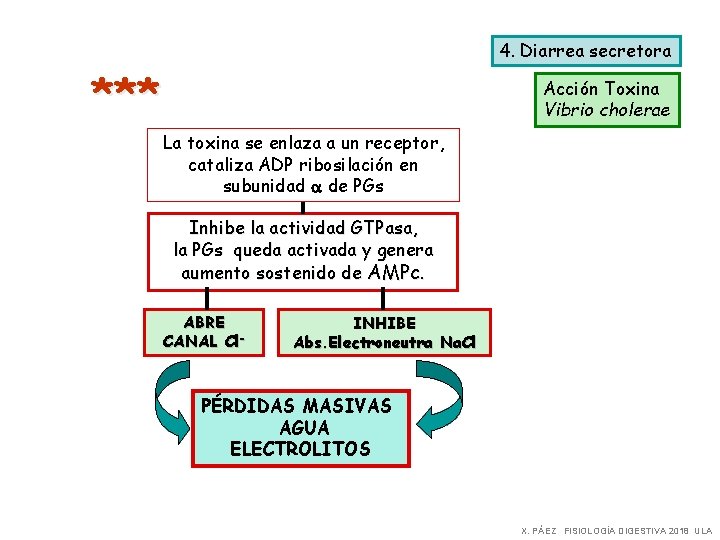 4. Diarrea secretora *** Acción Toxina Vibrio cholerae La toxina se enlaza a un