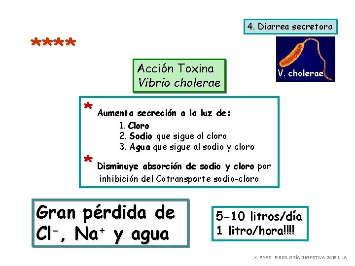 **** 4. Diarrea secretora Acción Toxina Vibrio cholerae V. cholerae * Aumenta secreción a