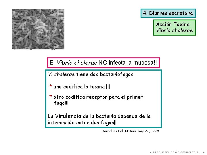 4. Diarrea secretora Acción Toxina Vibrio cholerae El Vibrio cholerae NO infecta la mucosa!!