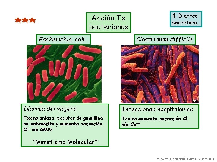 Acción Tx bacterianas *** Escherichia. coli 4. Diarrea secretora Clostridium difficile Diarrea del viajero