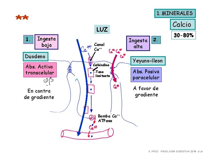 1. MINERALES ** 1. Calcio LUZ Ingesta baja Canal Ca++ Duodeno Abs. Activa transcelular