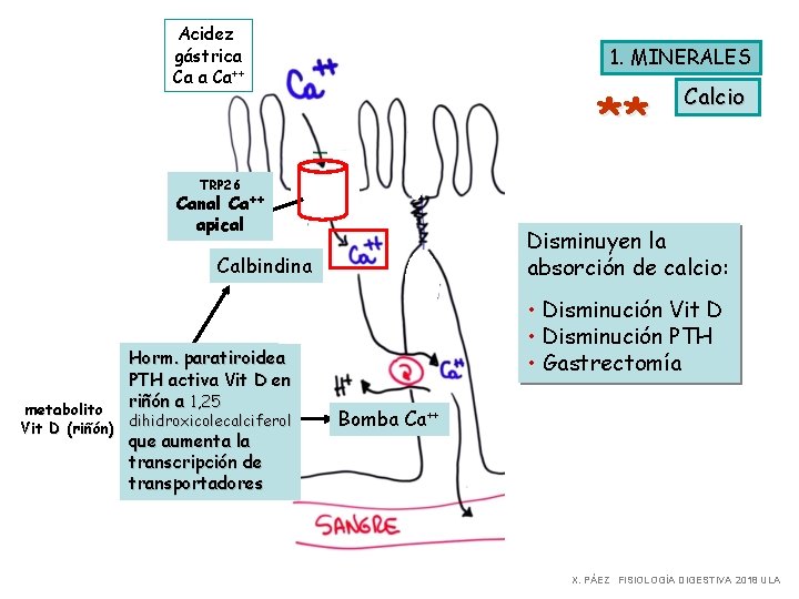Acidez gástrica Ca++ 1. MINERALES ** Calcio TRP 26 Canal Ca++ apical Disminuyen la