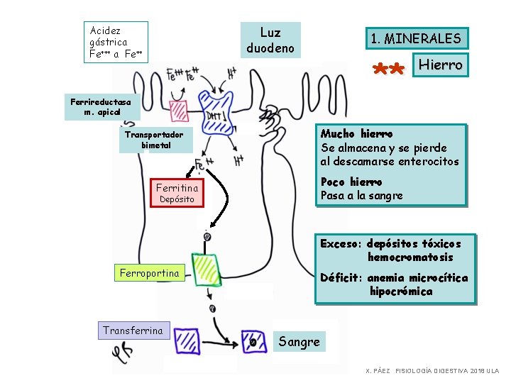 Acidez gástrica Fe+++ a Fe++ Luz duodeno 1. MINERALES ** Ferrireductasa m. apical Hierro