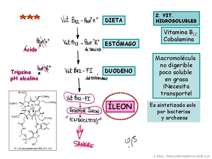 *** Ácido Tripsina p. H alcalino DIETA ESTÓMAGO DUODENO ÍLEON 2. VIT. HIDROSOLUBLES Vitamina