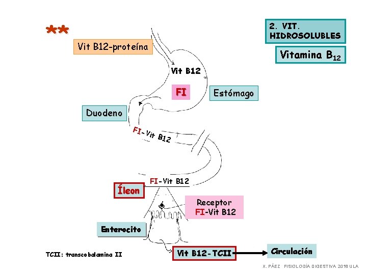 ** 2. VIT. HIDROSOLUBLES Vit B 12 -proteína Vitamina B 12 Vit B 12