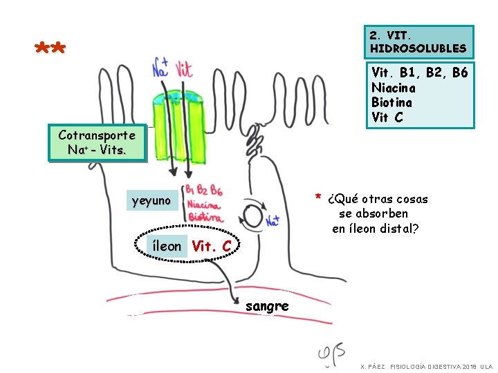 2. VIT. HIDROSOLUBLES ** Vit. B 1, B 2, B 6 Niacina Biotina Vit