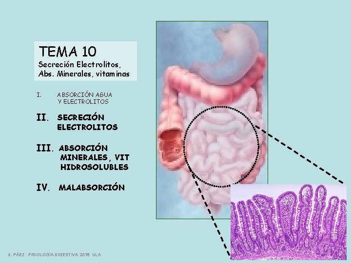 TEMA 10 Secreción Electrolitos, Abs. Minerales, vitaminas I. ABSORCIÓN AGUA Y ELECTROLITOS II. SECRECIÓN