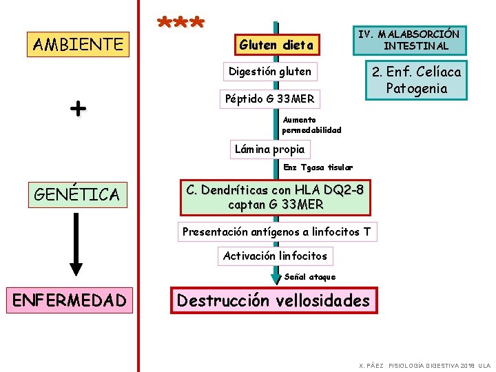 AMBIENTE + *** Gluten dieta IV. MALABSORCIÓN INTESTINAL Digestión gluten 2. Enf. Celíaca Patogenia