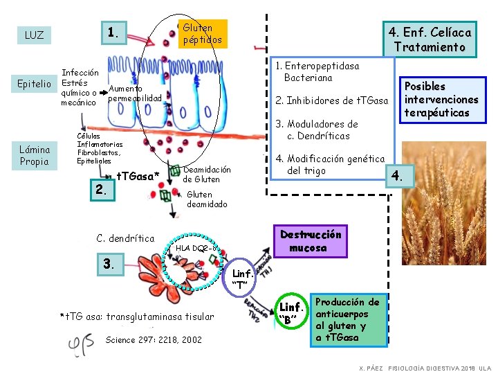 1. LUZ Epitelio Lámina Propia Infección Estrés químico o mecánico Gluten péptidos 4. Enf.