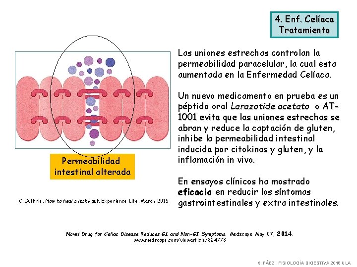 4. Enf. Celíaca Tratamiento Las uniones estrechas controlan la permeabilidad paracelular, la cual esta