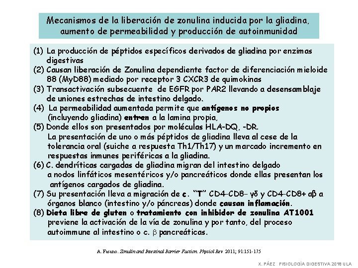 Mecanismos de la liberación de zonulina inducida por la gliadina , aumento de permeabilidad