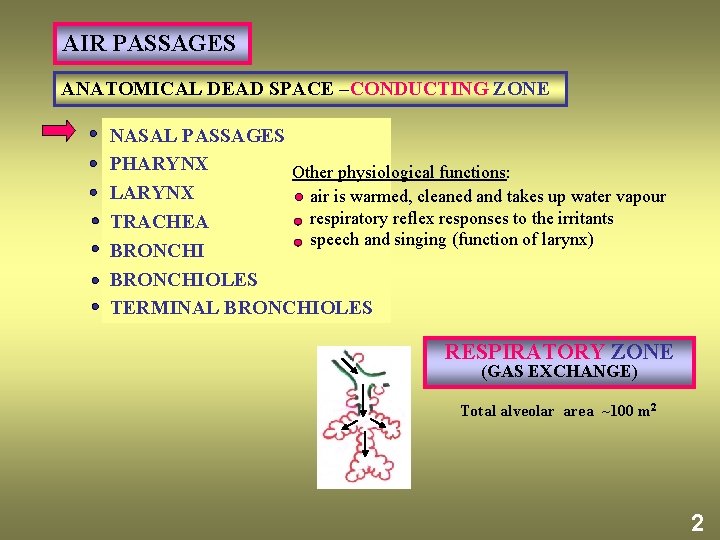 AIR PASSAGES ANATOMICAL DEAD SPACE –CONDUCTING ZONE NASAL PASSAGES PHARYNX Other physiological functions: LARYNX