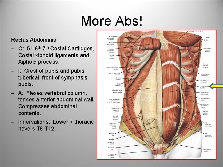 More Abs! Rectus Abdominis – O: 5 th 6 th 7 th Costal Cartlidges, More Abs! Rectus Abdominis – O: 5 th 6 th 7 th Costal Cartlidges,