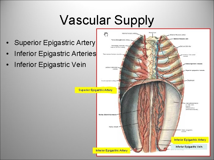 Vascular Supply • Superior Epigastric Artery • Inferior Epigastric Arteries • Inferior Epigastric Vein Vascular Supply • Superior Epigastric Artery • Inferior Epigastric Arteries • Inferior Epigastric Vein