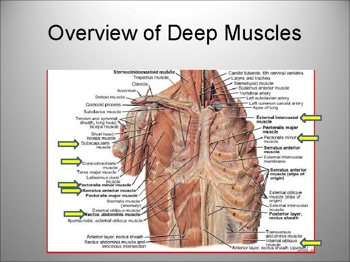 Overview of Deep Muscles 