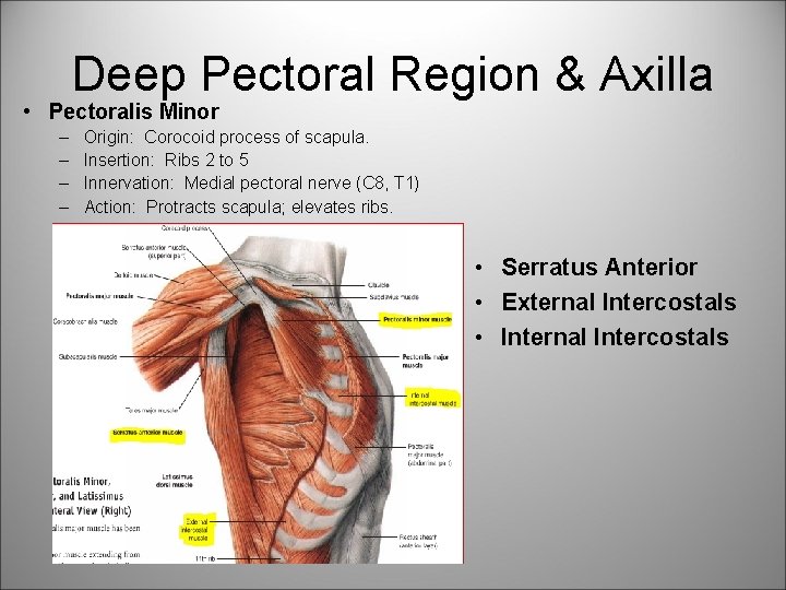 Deep Pectoral Region & Axilla • Pectoralis Minor – – Origin: Corocoid process of