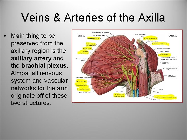 Veins & Arteries of the Axilla • Main thing to be preserved from the