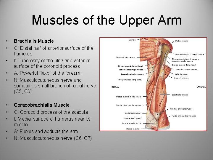 Muscles of the Upper Arm • • • Brachialis Muscle O: Distal half of