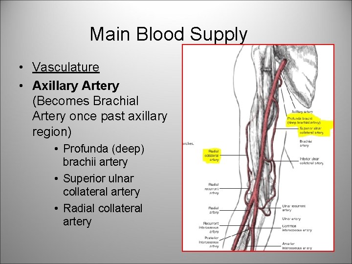 Main Blood Supply • Vasculature • Axillary Artery (Becomes Brachial Artery once past axillary