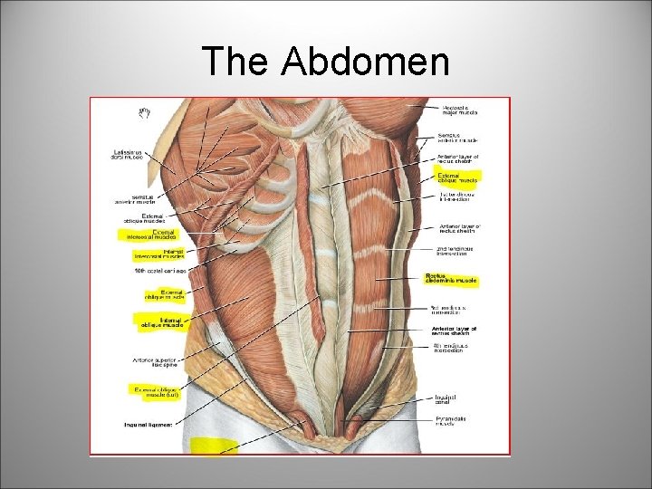 The Abdomen 