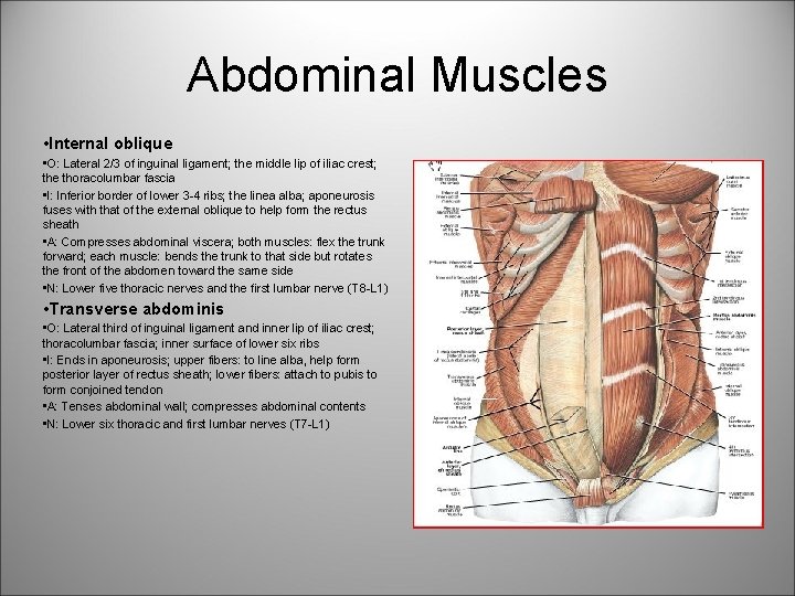 Abdominal Muscles • Internal oblique • O: Lateral 2/3 of inguinal ligament; the middle Abdominal Muscles • Internal oblique • O: Lateral 2/3 of inguinal ligament; the middle