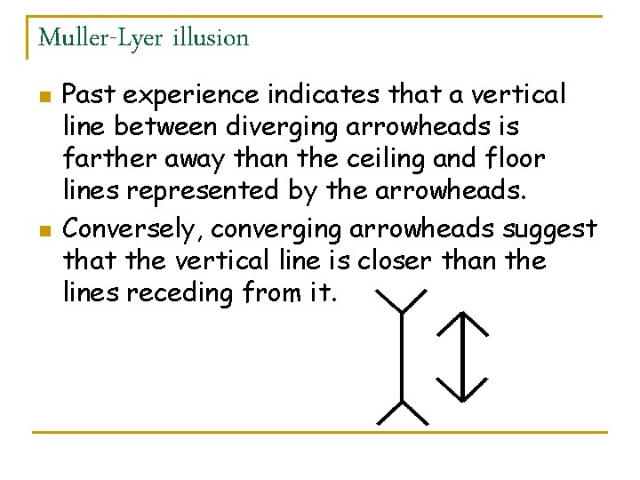Muller-Lyer illusion n n Past experience indicates that a vertical line between diverging arrowheads