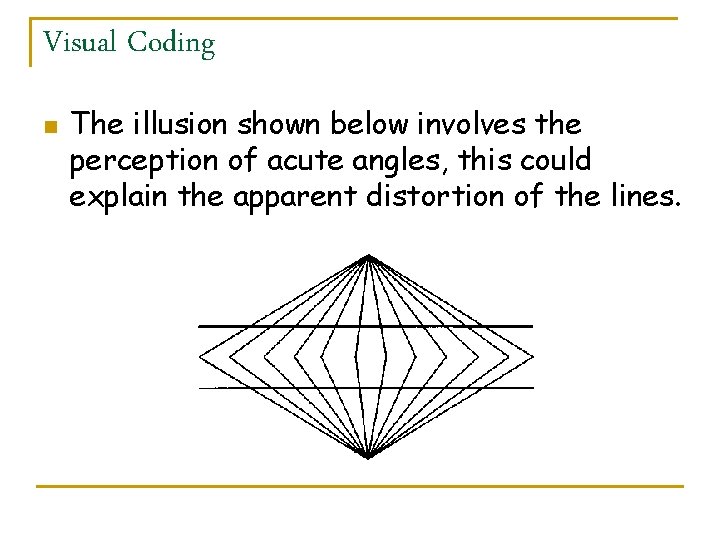Visual Coding n The illusion shown below involves the perception of acute angles, this