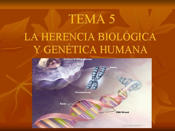 TEMA 5 LA HERENCIA BIOLÓGICA Y GENÉTICA HUMANA 