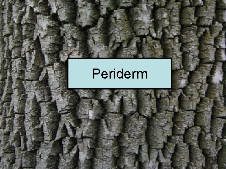 Periderm 