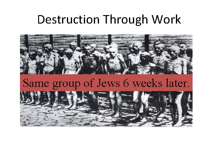 Destruction Through Work Same group of Jews 6 weeks later. Destruction Through Work Same group of Jews 6 weeks later.