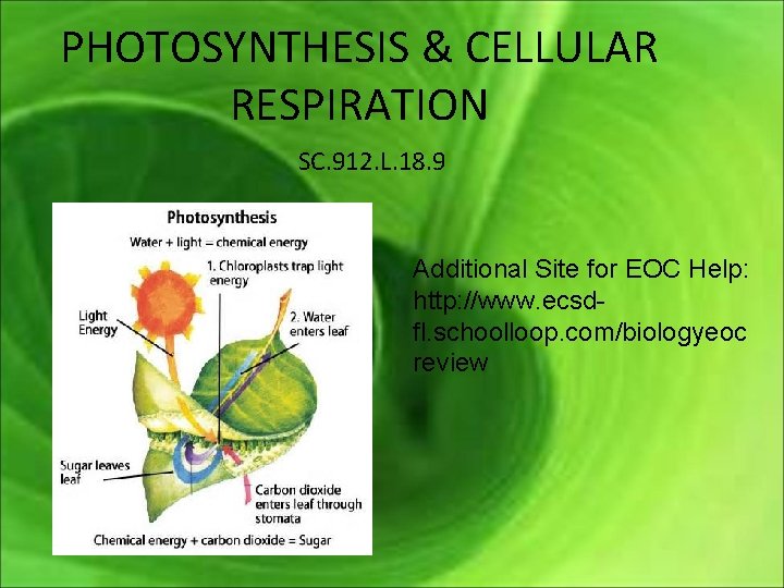 PHOTOSYNTHESIS & CELLULAR RESPIRATION SC. 912. L. 18. 9 Additional Site for EOC Help: