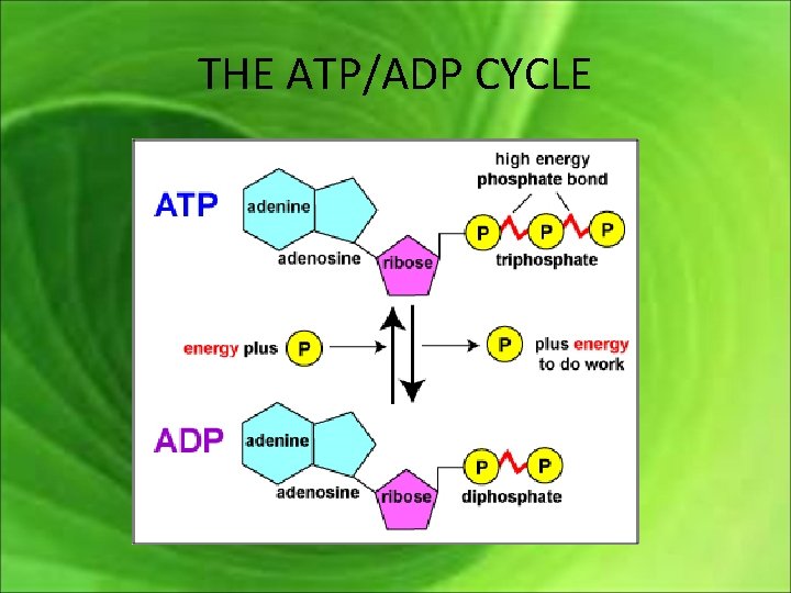 THE ATP/ADP CYCLE 