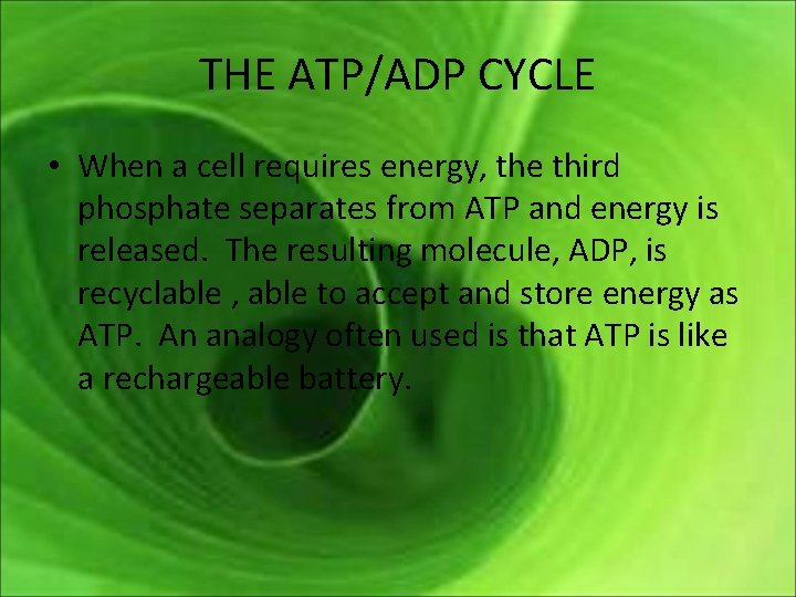 THE ATP/ADP CYCLE • When a cell requires energy, the third phosphate separates from