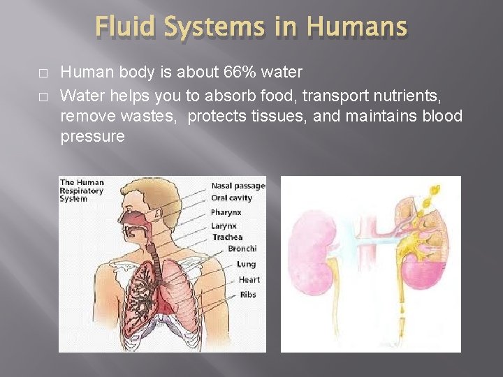 Fluid Systems in Humans � � Human body is about 66% water Water helps