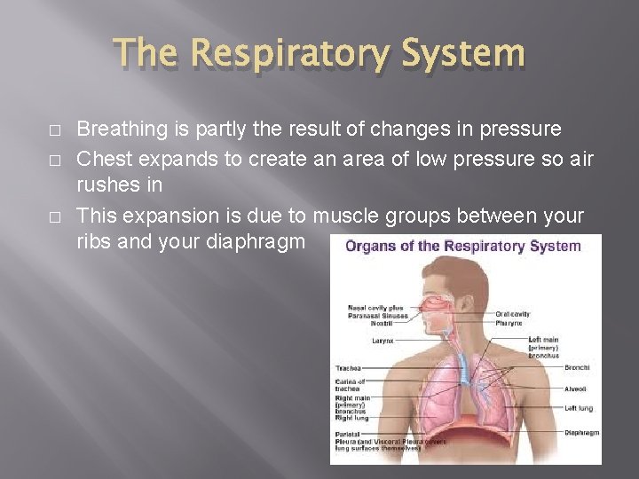 The Respiratory System � � � Breathing is partly the result of changes in