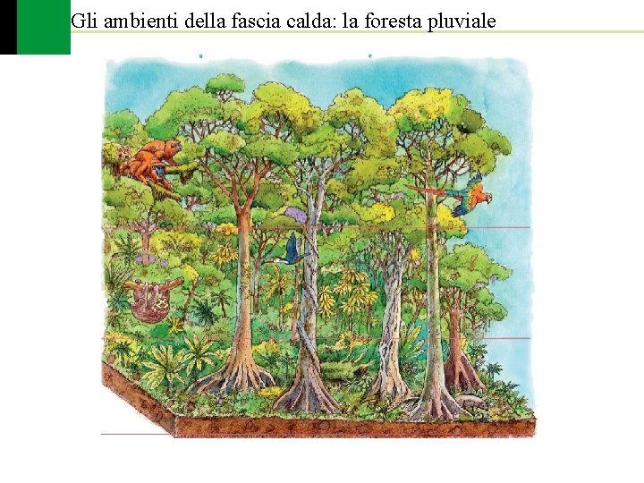 Gli ambienti della fascia calda: la foresta pluviale 