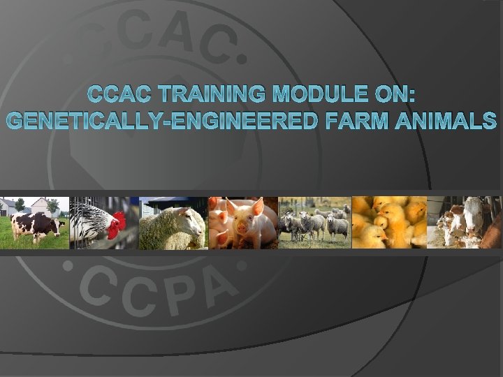 CCAC TRAINING MODULE ON: GENETICALLY-ENGINEERED FARM ANIMALS 