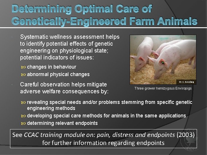 Determining Optimal Care of Genetically-Engineered Farm Animals Systematic wellness assessment helps to identify potential