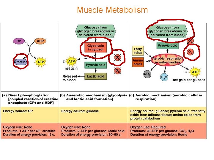 Muscle Metabolism 