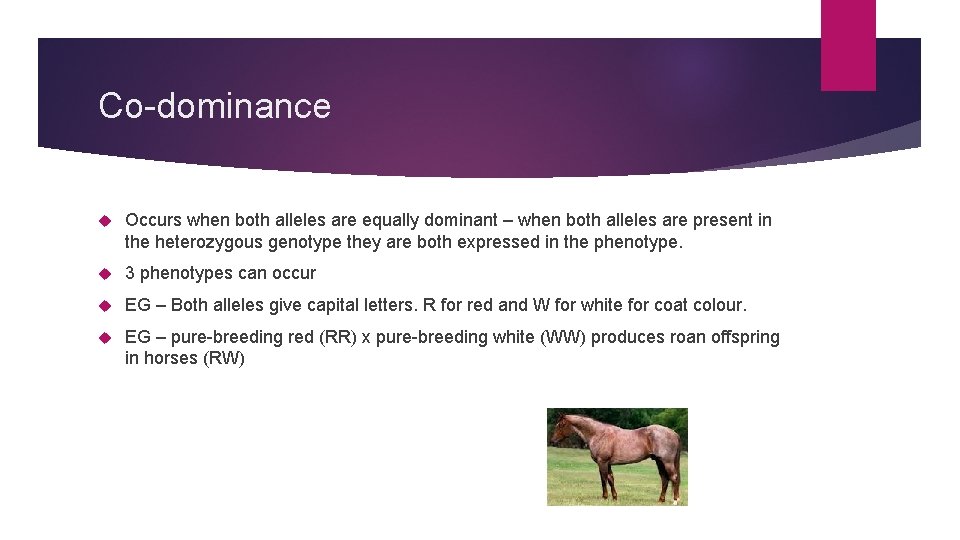 Co-dominance Occurs when both alleles are equally dominant – when both alleles are present