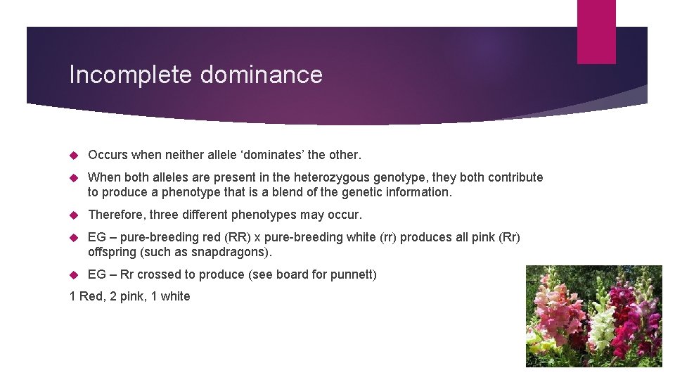 Incomplete dominance Occurs when neither allele ‘dominates’ the other. When both alleles are present