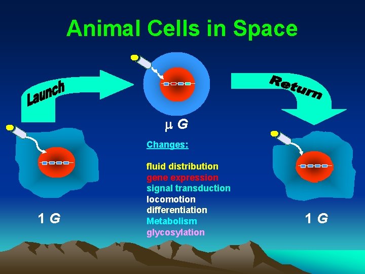 Animal Cells in Space m. G Changes: 1 G fluid distribution gene expression signal