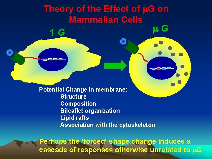 Theory of the Effect of m. G on Mammalian Cells m G 1 G