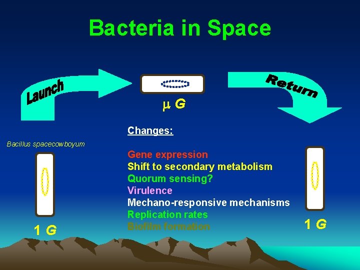 Bacteria in Space m. G Changes: Bacillus spacecowboyum 1 G Gene expression Shift to