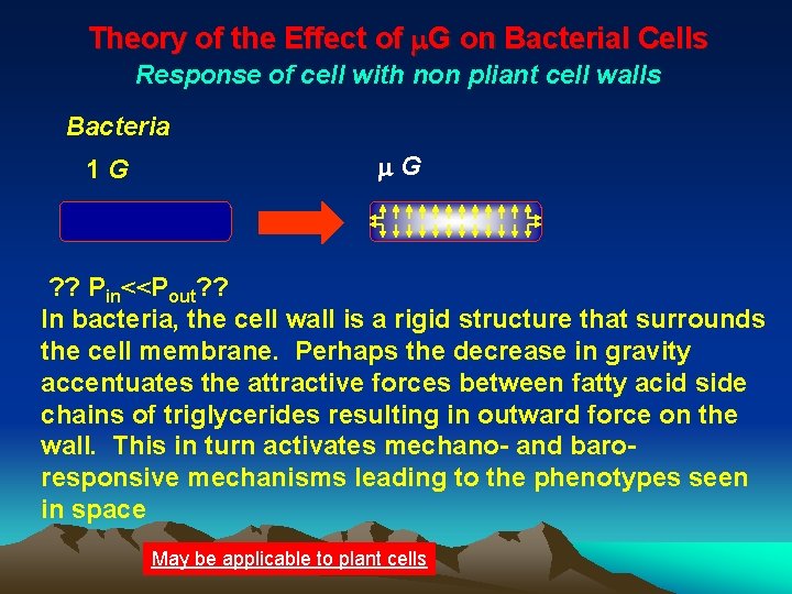 Theory of the Effect of m. G on Bacterial Cells Response of cell with